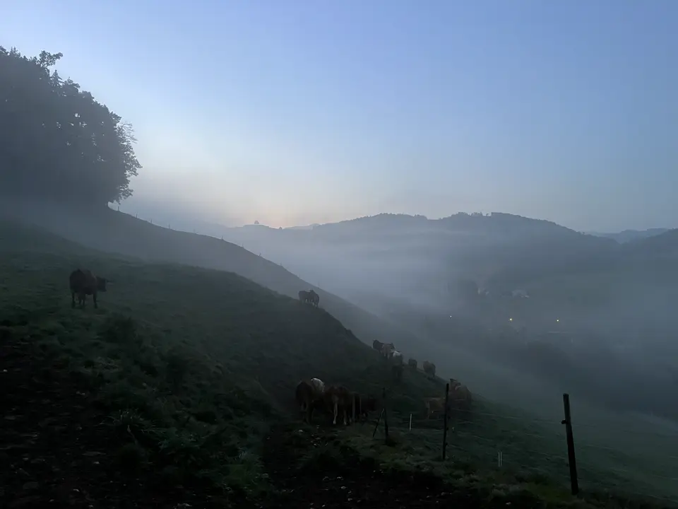 Kühe im Nebel